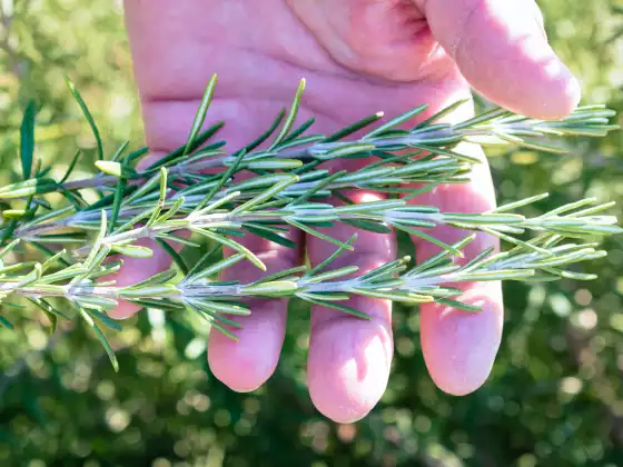 DharmaHuasca: Integración de las plantas medicinales sagradas y el dharma budista