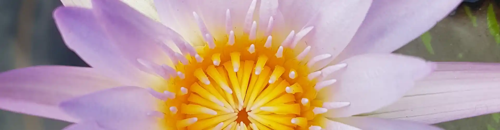 The Chakra Journey: An Exploration of the Chakra System for Health & Healing - Online Class by Megan Edge